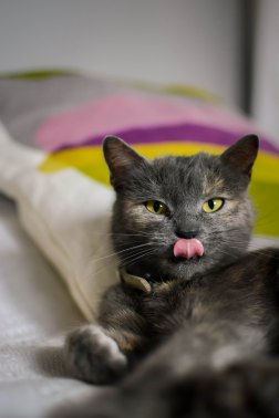 reka-matyas-1326166-unsplash